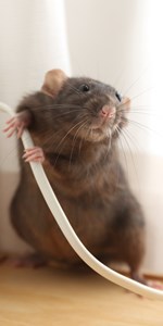 Rat Electriciteitskabel