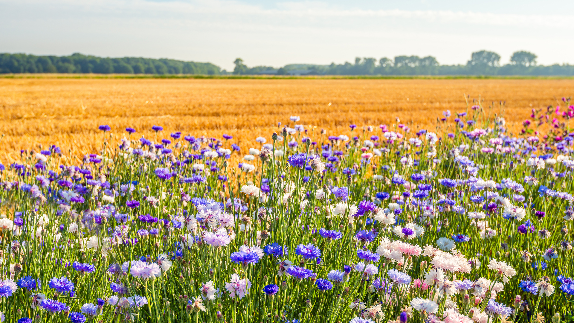 Biodiversiteit