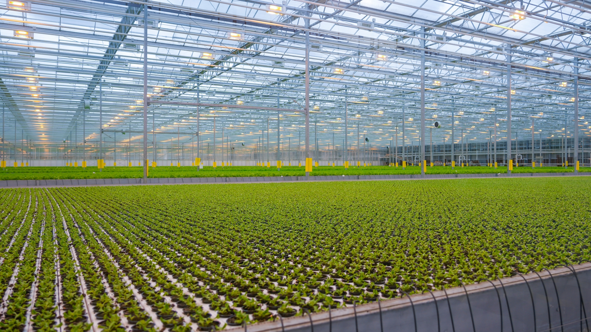Glastuinbouw Shutterstock 2679764117