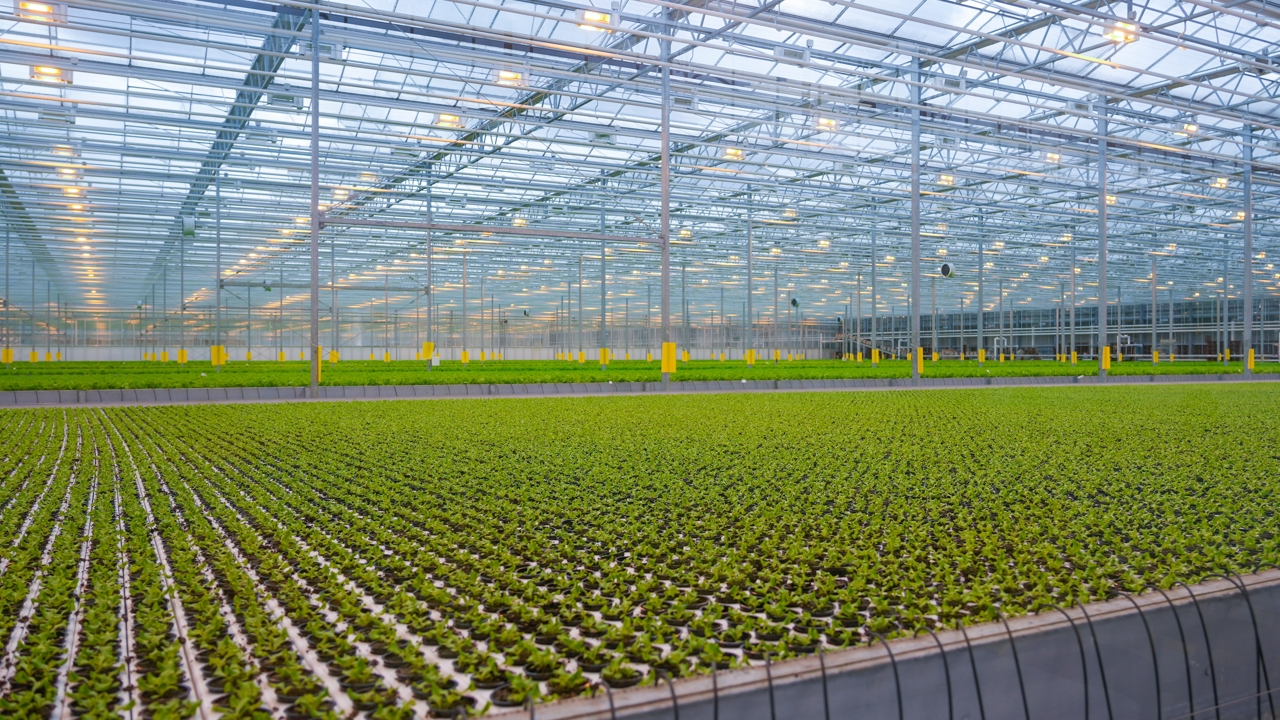 Glastuinbouw Shutterstock 2679764117